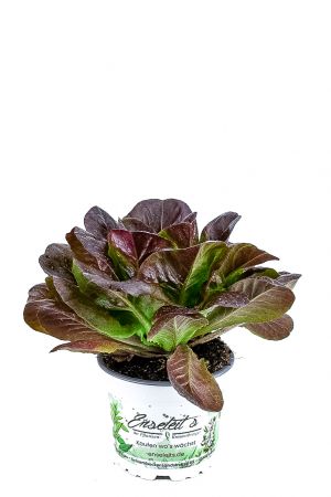 Pflücksalat rot, Salatpflanze im 12cm Topf, Lactuca sativa var. capitata