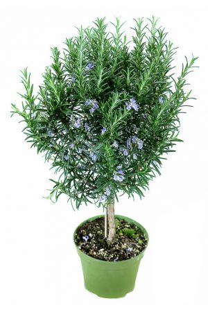 Rosmarin Baum - Stamm - Stämmchen - Rosmarinus officinalis- Kräuter Pflanze 
