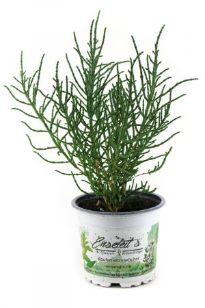 Salzkraut Pflanze Salicornia europaea, Kräuter Pflanze, Queller