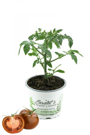 Tomatenpflanze Solena Choco - süße Cherrytomate
