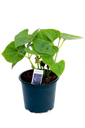 Blaue Stangenbohnen Pflanze im 12cm Topf aus Nachhaltigem Anbau 