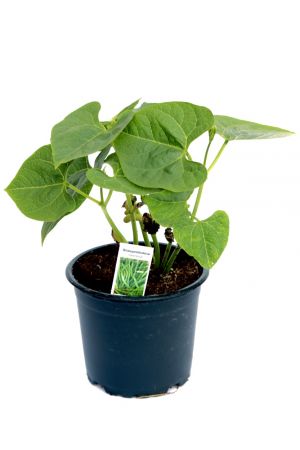 Stangenbohnen Pflanze im 12cm Topf aus Nachhaltigem Anbau 