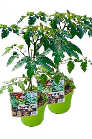 2er Set TomTato Neuheit! Kartoffeltomate, Kartoffel und Tomaten in einer Pflanze! 