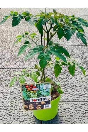 TomTato Neuheit! Kartoffeltomate, Kartoffel und Tomaten in einer Pflanze! 