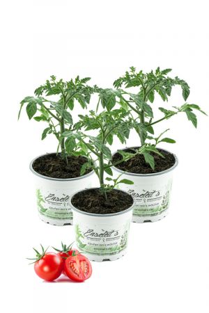 3er Set Cocktailtomate,Cherrytomate,Tomatenpflanzen, Cocktail Tomaten Pflanze