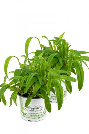 2er Set Arnika Pflanze, Arnica, frische Kräuter Pflanze im Topf aus Nachhaltigem Anbau