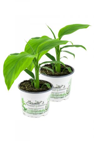 2er Set Banane Winterhart, Musa basjoo im 12 bis 15 cm Topf