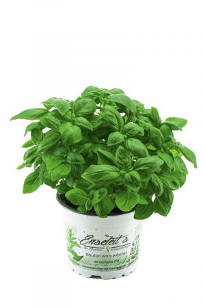 Basilikum Pflanze, Frische Küchenkräuter (Basilikum  Ocimum basilicum)