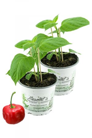 2er Set Baumchili, chili, Baumchili Pflanze kaufen, Baumchili im 12cm Topf