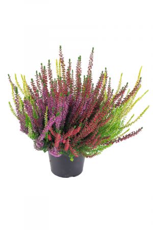 Calluna vulgaris, Winterheide dreifarbig, Besenheide
