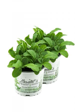 2x Borretsch,Borago officinalis,Gurkenkraut, Marktfrische Pflanze