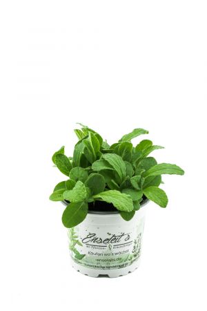 Borretsch,Borago officinalis,Gurkenkraut, Marktfrische Pflanze
