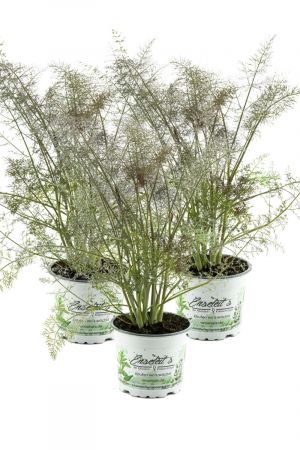 Bronzefenchel Pflanze, 3er Set, Foeniculum vulgare 'Rubrum', frischer Fenchel,3 Pflanzen Bronzefenchel