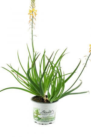 Bulbine, Katzenschwanzpflanze