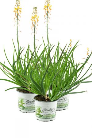 Bulbine, Katzenschwanzpflanze im 3er Set