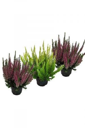 Callunen im 3er Set , Besenheide, Winterheide, Calluna Vulgaris,  Beauty Ladys