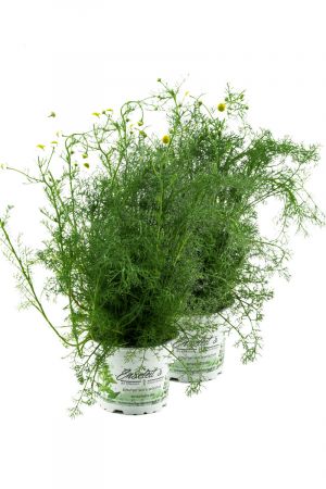 2x Echte Kamille, Kamille Pflanze, Aus Nachhaltigem Anbau !