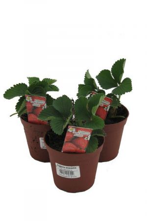 3 Pflanzen Senga Sengana, Erdbeere, Erdbeerpflanze im 9cm Topf