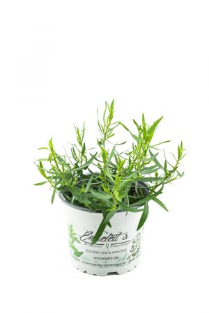 Französischer Estragon, Pflanze, Pfefferkorn, Artemisia dracunculus,frischer Estragon für Ihre Küche
