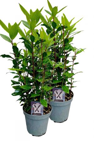 2er Set Lorbeer Pflanze, gewürzlorbeer, Laurus nobilis, im 15cm Topf