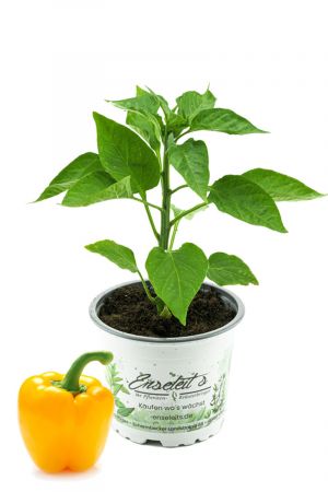 Gelbe Blockpaprika Pflanze "Afterglow F1" im 12cm Topf, Paprikapflanzen aus Nachhaltigem Anbau! 