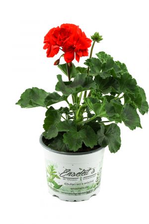 Geranie - in rot, rote Geranie - Pelargonie zonale