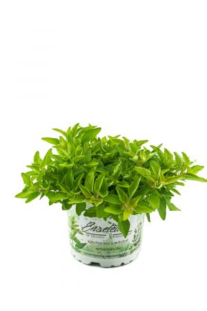 Goldoregano, 1 Marktfrische Oregano Pflanze 