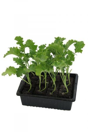 Grünkohlpflanzen im 20er Pack, Grünkohlpflanzen, Grünkohl kaufen, Gemüsepflanzen,Brassica oleracea v