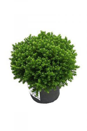 Hebe Green Globe