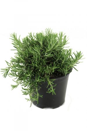Hängender Rosmarin,Rosmarinus officinalis 'Lavandulaceus', Rosmarin Pflanze 