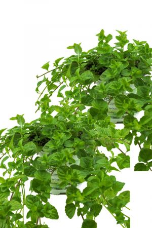 2er Set Indische Hängeminze,Yerba Buena - Satureja douglasii,frische Minze