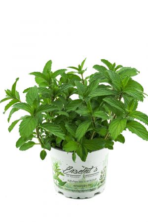 Japanische Heilminze Mentha arvensis x spicata