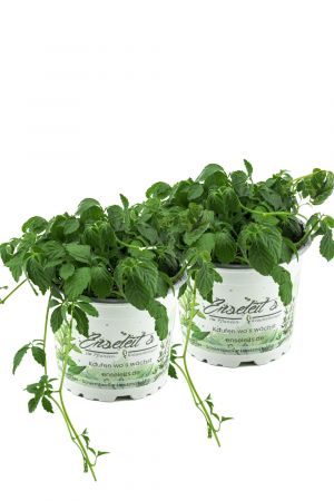 2er Set Jiaogulan Gynostemma pentaphyllum, Kraut der Unsterblichkeit, aus 1.Generation vegetativ vermehrt!