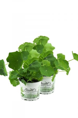 2x Kapuzinerkresse,Tropaeolum majus,frische Kresse für die Küche