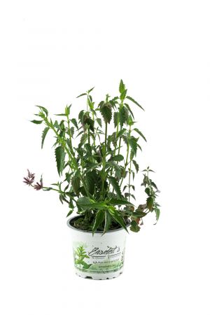 Limonadenpflanze (Agastache mexicana), Limonaden Pflanze
