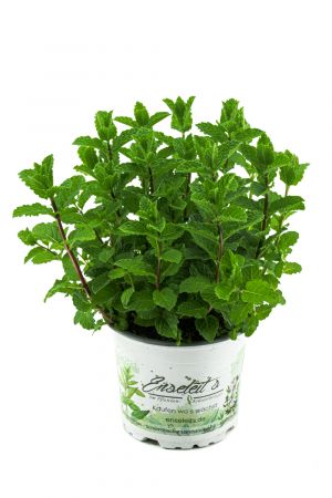 Marokkanische Minze, Mentha Spicata v. Crispa, frische Minze
