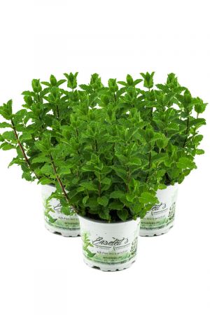 3er Set Marokkanische Minze,Mentha Spicata v. Crispa,frische Minze