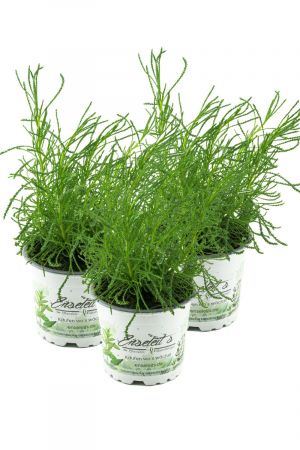 Olivenkraut im 3er Set,Olivenstrauch,Santolina viridis