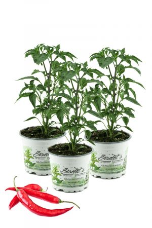 Peperoni, Peperoni Pflanze, Peperoni frisch, Peperoni würzen, Peperoni 3 Pflanzen