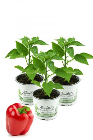 Roter Paprika, Paprika Pflanze im 3er Set,3 rote Paprikapflanzen im Topf