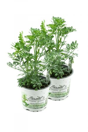 Wein-Raute 2er Set, Weinraute frische Kräuter Pflanze 