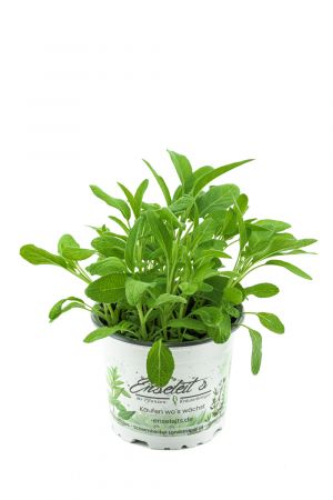 Salbei Growers Salvia officinalis