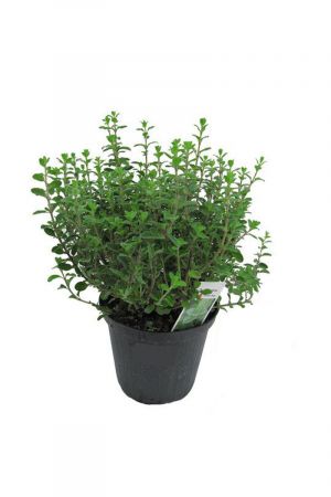 XXL italienischer Majoran im 15cm Topf - Origanum majorana