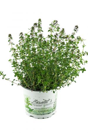 Zitronen-Thymian Pflanze, Zitronenthymian, Thymus citriodorus, Marktfrische Pflanze