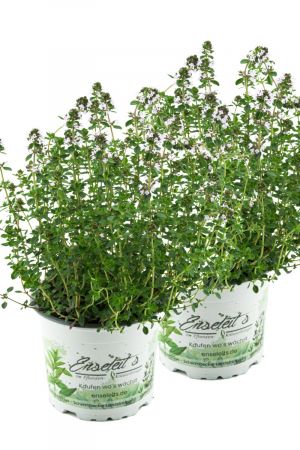 2x Zitronen-Thymian Pflanze, Zitronenthymian, Thymus citriodorus, Marktfrische Pflanze im Doppelpack 2 Pflanzen