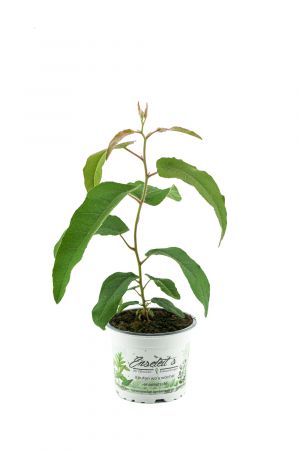 Zitroneneukalyptus, Eucalyptus citridora, Zitronen Eukalyptus Pflanze, Duftpflanze
