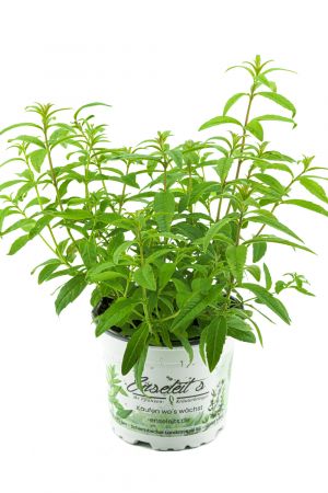 Zitronenstrauch, Zitronenverbene, Aloysia citrodora, Kräuter Pflanze