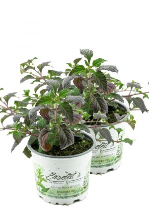 2er Set Aztekisches Süßkraut, die alternative zu Stevia,Süßkraut,Lippia dulcis