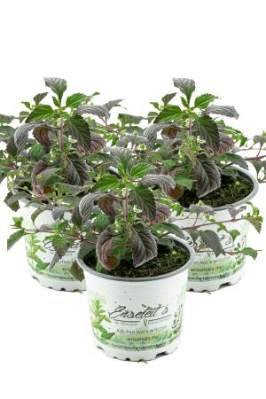 3er Set Aztekisches Süßkraut, die alternative zu Stevia,Süßkraut,Lippia dulcis