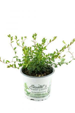 Cranberry Pflanze - Cranberries, Vaccinium macrocarpon